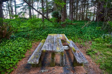 Weathered picnic table in Pacific Northwest forest, surrounded by lush green foliage and moss. Taken at Arch Rock in Samuel H. Boardman State Scenic Corridor, this serene scene evokes solitude and clipart