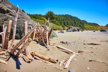 Lone Ranch Beach, Oregon 'da sakin bir sahil sahnesi, yemyeşil bir ormanın arka planına karşı bir ağaç dalları yapısı. Pasifik 'in kuzeybatı kıyısının engebeli güzelliğini ve sükunetini tecrübe edin..