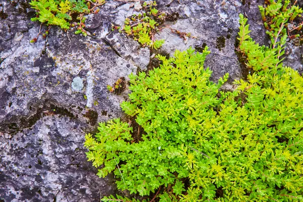 stock image Lush green plants thrive in the rugged cracks of a weathered gray rock in Sunken Gardens, Huntington, Indiana. This vibrant close-up showcases natures resilience and beauty amidst the harsh stone