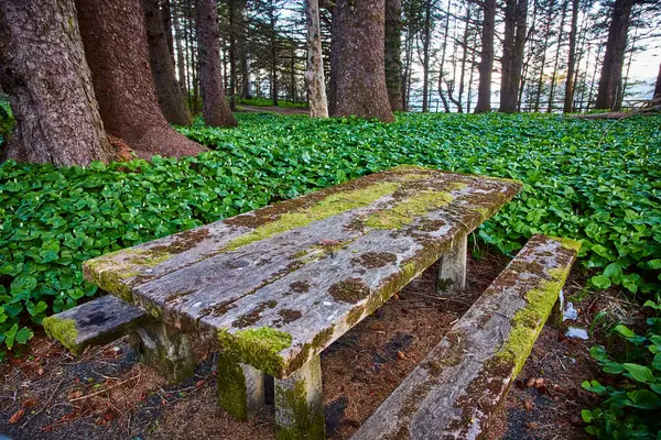 stock image A moss-covered wooden picnic table nestled among ivy and towering trees in the serene Arch Rock area of Samuel H. Boardman State Scenic Corridor, Brookings, Oregon. Ideal for themes of tranquility and