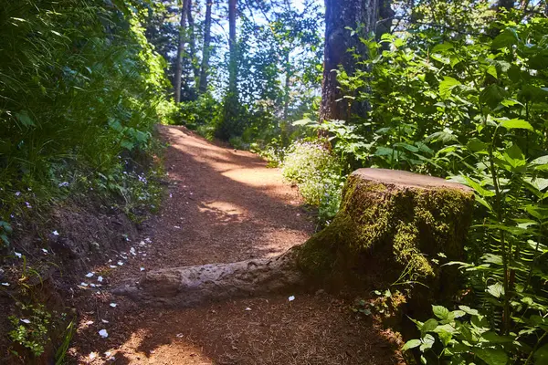 stock image Explore the serene beauty of Arch Rock Trail in Samuel H. Boardman State Scenic Corridor, Oregon. This woodland path invites tranquility and adventure amidst lush foliage and moss-covered trees