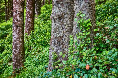 Heceta Head, Oregon 'da sakin bir orman sahnesi. Karmaşık ağaç kabuğu dokuları, yemyeşil çalılıklar ve canlı yeşil yapraklar sergileniyor. Doğa temalı projeler, koruma kampanyaları ve...