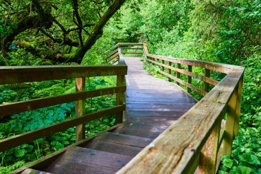 Huzurlu bir tahta kaldırım, Oregon, Indian Beach 'teki yosun kaplı bir ormanın içinden esiyor. Canlı yeşil yaprakların altındaki bu sakin patika keşfi ve barışçıl bir kaçışı davet ediyor.