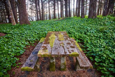 A moss-covered picnic table in the serene Arch Rock area of Samuel H. Boardman State Scenic Corridor, Brookings, Oregon. Surrounded by lush forest, this tranquil spot exemplifies natures quiet beauty clipart