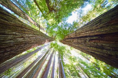 Görkemli kızıl ormanlar Kuzey Kaliforniya 'nın Gizem Ağaçları' nda gökyüzüne ulaşıyor. Güneş ışığı, açık ve güneşli bir günde, dingin ve dingin bir atmosfer yaratarak, canlı yeşil gölgeliklerin arasından süzülür..