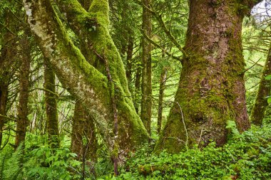 Oregon 'daki Ecola State Park' ın gür ve canlı ormanlarını keşfedin. Yüksek yosun kaplı ağaçlar ve zengin çalılıklar eko-turizm ve korunma için mükemmel sakin, el değmemiş bir doğal dünya yaratır.
