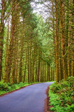 Oregon Evola Eyalet Parkı 'ndaki sakin orman yolu yemyeşil yosun ve eğreltiotlarıyla kaplı. Bu dolambaçlı yol, bu ılıman yağmur ormanının güzelliğini ve gizemini yakalamak için keşfe davet ediyor.