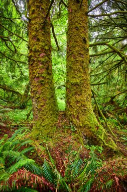 Oregon, Ecola State Park, Cannon Sahili 'nde yemyeşil ılıman yağmur ormanı. Yosun kaplı ağaçlar eğrelti otları ve canlı yeşilliklerle çevrili olarak dimdik ayakta dururlar. Dokunulmamış güzelliğe doğru sakin bir kaçış..