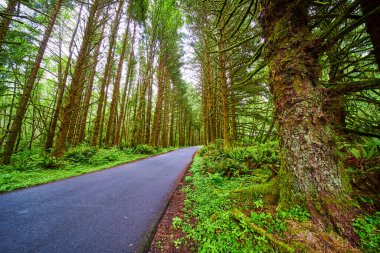 Oregon, Cannon Sahili 'nin sakin güzelliğini keşfedin. Evola State Park Ormanı' nda asfalt bir yol var. Doğa, yalnızlık ve serüven temaları için mükemmel bir ortam..