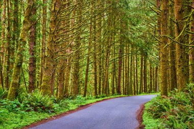 Evola State Park, Cannon Beach, Oregon 'daki yemyeşil yosun kaplı ağaçların arasından dolambaçlı bir yol. Batı kıyısındaki bu sakin orman manzarası el değmemiş bir doğal ortamda keşif ve sükuneti davet ediyor.