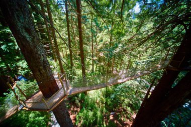 Gizem Ağaçları, Klamath, California 'daki asma köprünün nefes kesici hava manzarası. Görkemli kızıl ormanlarda maceralı bir yürüyüş yaşayın ve kendinizi ihtişamlı doğaya daldırın..