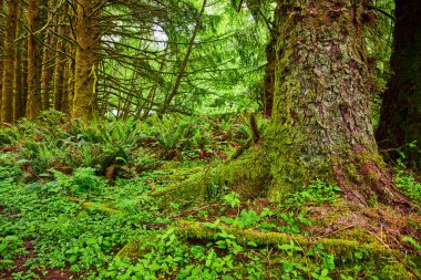 Oregon, Evola Eyalet Parkı 'ndaki yemyeşil orman, yosun kaplı bir ağaç gövdesi, narin eğreltiotu ve canlı yeşillik barındırıyor. Pasifik 'in kuzeybatısındaki doğanın dingin güzelliğini ve sükunetini hissedin..
