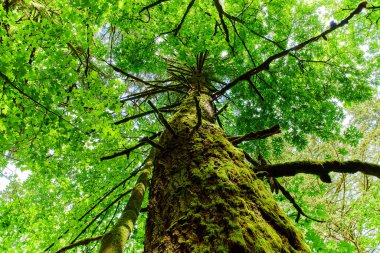 Görkemli yosun kaplı ağaç kuleleri sakin Columbia Vadisi, Oregon 'da, Gelin Şelalesi' nin yanında. Bereketli yeşillik güneş ışığını filtreler, sakin ve doğal bir merak yaratır. Çevreyi desteklemek için mükemmel.