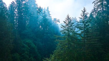 Sabahın erken saatlerinde Washington 'daki Cedar Creek Grist Mill yakınlarındaki sakin ve sisli bir ormanda yükselen kozalaklı ağaçların arasından ışık süzüyor. Huzurlu orman manzarası el değmemiş doğal güzelliğin özünü yakalar.