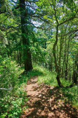 Columbia Gorges Spirit Falls Yolu 'nun dingin güzelliğini keşfedin. Yeşillik ve yükselen ağaçların arasında dolaşmak, doğal güneş ışığıyla yıkanmak, seyahat rehberleri ve çevre kampanyaları için mükemmel..