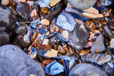 Newport, Oregon 'daki Yaquina Head Deniz Feneri' nde canlı gel-git havuzu. Küçük bir yengeç ile renkli ıslak taşlar ve kabuklar Amerika Birleşik Devletleri 'nin batı kıyısındaki kıyı yaşamının çarpıcı bir fotoğrafını oluşturur..