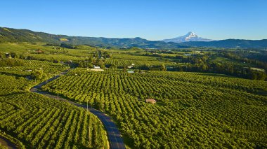 Aerial view of a lush orchard in Hood River, Oregon beneath the golden light of dawn or dusk. Snow-capped Mount Hood towers in the background, capturing the beauty and productivity of the Columbia clipart