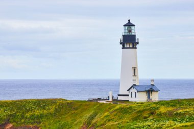 Huzurlu sahil sahnesi Newport, Oregon 'daki ikonik Yaquina Baş Feneri. Sarı kır çiçekleriyle dolu yemyeşil bir tepenin üzerinde, uçsuz bucaksız, sakin bir tepeye karşı bir yol gösterici olarak duruyor.