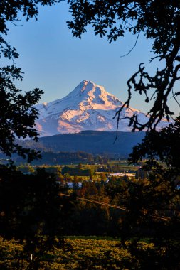 Oregon 'daki Hood Dağı' nın gün doğumunda ya da günbatımında ağaç siluetleri tarafından çerçevelenmiş nefes kesici manzarası. Serin panorama, bereketli bir vadi ve kırsal manzarayı içerir. Seyahat ve doğa temalı için mükemmeldir.