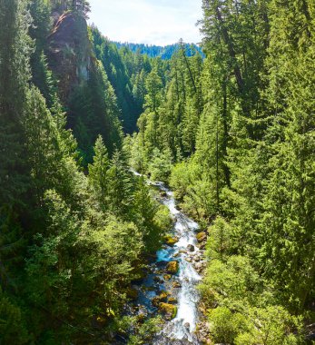 Oregon 'daki Toketee Falls' un hava manzarasında gür kozalaklı bir ormanın içinden geçen canlı bir nehir görülüyor. Güneş ışığıyla yıkanmış huzurlu manzara, saf güzelliği ve huzuru vurgular.