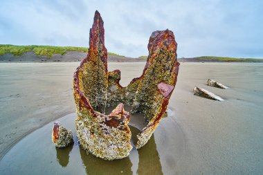 Oregon 'da ıssız bir Hammond plajındaki Peter Iredale enkazının kırsal güzelliği. Barnacle kaplı düz kum ve bulutlu bir gökyüzü ile zıtlık devam ediyor, tarihi ve doğayı çağrıştırıyor..