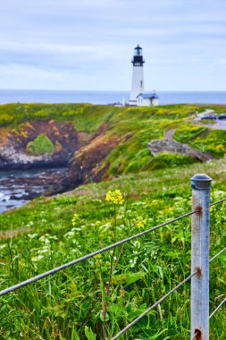 Newport, Oregon 'daki Serene Yaquina Baş Feneri, çiçek açan kır çiçekleri ve ön planda paslı bir çitle yemyeşil bir uçuruma tünemişti. Huzuru ve doğallığı çağrıştıran huzurlu bir sahil manzarası.