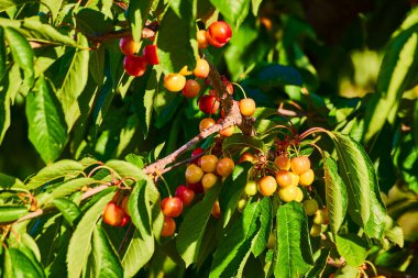 Mosier, Oregon 'daki Rowena Crest Bakış Açısı' nda olgunlaşmış kirazlar. Canlı renkler ve gür yeşil yapraklar Kolombiya 'da sürdürülebilir tarımın ve taze üretimin güzelliğini vurguluyor.