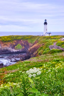 Yaquina Head Lighthouse in Newport, Oregon stands tall on a cliff, guiding seafarers. A pathway winds through vibrant wildflowers, inviting a tranquil walk amidst rugged coastal beauty and rich clipart