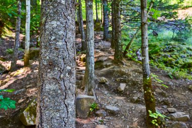 Washington 'daki Columbia Gorges Spirit Falls' un dingin güzelliğini tecrübe edin. Engebeli ağaç kabuğu dokuları, güneş ışığından filtrelenmiş gölgeler ve el değmemiş bir orman tabanı seni doğaya kaçmaya davet ediyor.