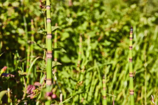 stock image Close-up of horsetail plants in Samuel H. Boardman State Scenic Corridor, Brookings, Oregon. Sunlit segments and vibrant green backdrop capture the essence of the lush, undisturbed wild environments