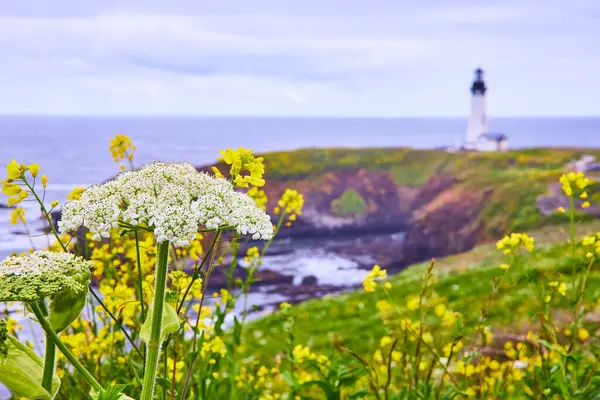 stock image Vibrant coastal scene with Yaquina Head Lighthouse, Newport, Oregon in the distance. Rugged cliffs and colorful wildflowers create a tranquil landscape perfect for travel, nature, and inspirational