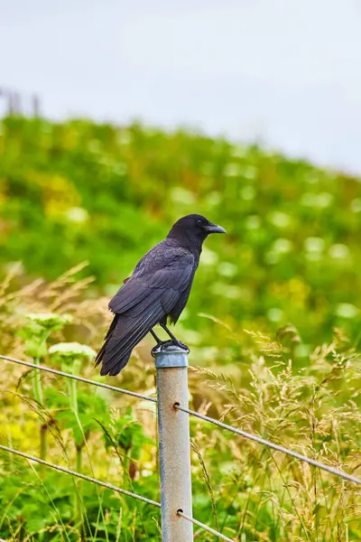 stock image Vigilant crow perched on a metal fence post at Newports Yaquina Head Lighthouse, Oregon. The birds dark plumage contrasts sharply against the lush green backdrop, evoking themes of solitude and