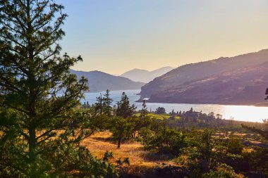 Mosier, Oregon 'daki Rowena Crest' ten sakin Columbia Gorge manzarası: büyük bir çam ağacı, dolambaçlı bir nehir ve altın saat gökyüzünün altında yuvarlanan tepeler. Huzuru ve doğal güzelliği uyandırmak için ideal..