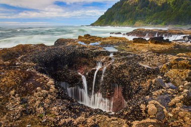 Thors Well, Yachat, Oregon 'da dinamik kıyı sahnesi. Barnacle kaplı kayalar ve çağlayan deniz suyu doğal bir şelale oluşturur. Güçlü dalgalar gür, ormanlı kayalıklara çarpar.