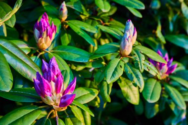 Portland, Oregon 'daki Pittock Malikanesi' nde çiçek açmaya hazırlanan canlı mor rododendron tomurcukları. Altın saat boyunca yakalanan bu çiçek, baharın doğal güzelliğini ve güzelliğini ön plana çıkarıyor..