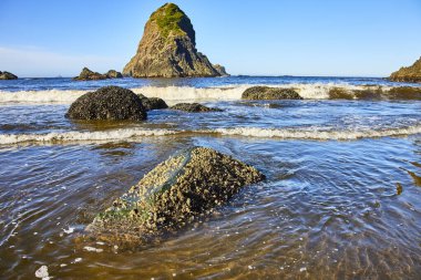 Rugged sea stack and rocky beach at Whaleshead Beach in Samuel H Boardman State Scenic Corridor, Brookings, Oregon. Experience the serene beauty of the Pacific Northwest coastline with vibrant marine clipart