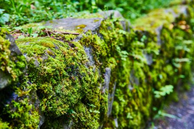 Laourell Falls, Oregon 'da yemyeşil bir ormanda yosun kaplı taşlar. Kolombiya Geçidi 'nin canlı dokuları ve sakinleştirici renkleri doğal direnç ve sükuneti vurguluyor. Tam oldu.