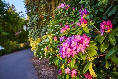 Pembe ve mor renkli rhododendronlar Portland Oregon 'daki Pittock Mansions bahçesinde altın saat ışığı altında çiçek açıyor. Bu bereketli sahne huzurlu bir patika boyunca sakin bir yürüyüşe davet ediyor. Tam oldu.