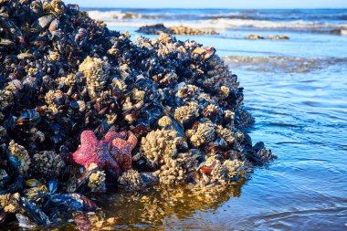 Whaleshead Sahili 'nde deniz kabukları ve midyeler arasında parlak kırmızı bir deniz yıldızı Samuel H Boardman State Scenic Corridor, Brookings, Oregon. Yumuşak kıyı dalgaları altında büyüleyici deniz yaşamı.