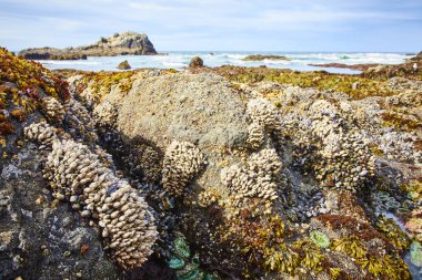 Newport 'un engebeli güzelliğini, Oregonlar' ın Yaquina Head Deniz Feneri 'ndeki Tidepoollarını keşfedin. Okyanusun dinamik bir karada karayla buluştuğu berrak bir gökyüzünün altında kaya parçacıkları ve canlı deniz yaşamına tanık olun.