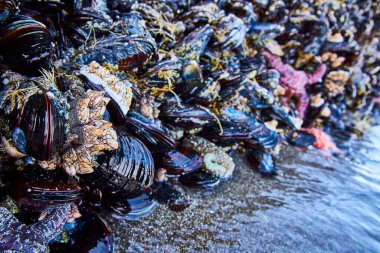 Whaleshead Sahili 'ndeki midye ve midyeler arasında renkli deniz yıldızı Samuel H. Boardman State Scenic Corridor, Brookings, Oregon. Batı kıyısındaki canlı deniz yaşamına çarpıcı bir bakış..
