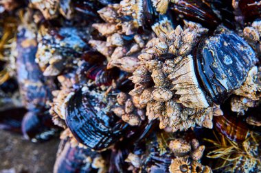 Whaleshead Sahili 'nde kayalık bir sahile tutunan midye ve midyelerin yakın çekimi, Samuel H. Boardman State Scenic Corridor, Oregon. Canlı bir gelgit bölgesinin zengin biyolojik çeşitliliğini ve dokularını yakalamak.