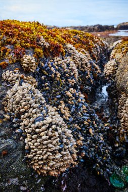 Newport, Oregon 'daki Yaquina Baş Feneri' nin kayalık kıyı şeridine yakın çekim. Midyeli, midyeli ve deniz yosunlu canlı deniz yaşamı doğal gelgit havuzunda gelişiyor. Deniz biyolojisi için mükemmel.