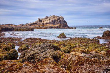 Newport, Oregon 'un engebeli güzelliği: canlı Tidepool' lar, çarpan dalgalar ve Yaquina Head Deniz Feneri yakınlarındaki kayalık adada deniz kuşları. Kıyı ekosistemleri, seyahat ve koruma temaları için mükemmel.