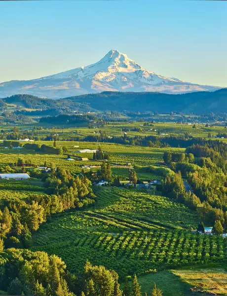 stock image Aerial view of Mount Hood towering over lush fields in Hood River, Oregon, bathed in morning light. The panorama captures the harmony of agriculture and nature in the stunning Columbia Gorge.