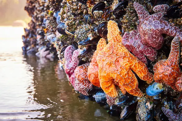 stock image Vibrant marine life clings to a rock during low tide at Whaleshead Beach in Brookings, Oregon, showcasing colorful sea stars and mussels. This close-up captures the diversity and beauty of tidal