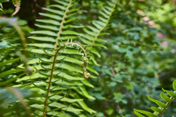 stock image Close-up of a young fern unfurling in a lush, green environment at Bridal Veil, near Bridal Veil Falls, Columbia Gorge, Oregon. This serene nature image highlights the beauty and vitality of new