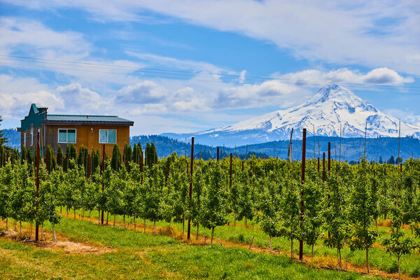 Спокойный Орегонский сад с тщательно возделываемыми деревьями, деревенским фермерским домом и потрясающим фоном горы Худ. Живописный сельский пейзаж, захватывающий мирную сельскую местность, живущую под ярким дневным небом.