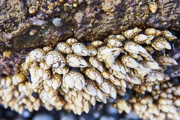 Stock image Close-up of barnacles on rock at Newports Yaquina Head Lighthouse tide pool. Detailed shells showcase marine life resilience and natural textures, perfect for marine biology and environmental studies