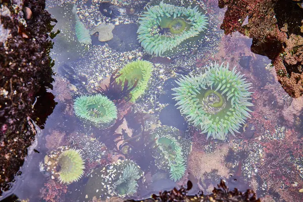 stock image Vibrant tide pool at Yaquina Head Lighthouse, Newport, Oregon. Green sea anemones and marine biodiversity highlighted in a natural rocky coastal setting. Perfect for marine conservation and travel